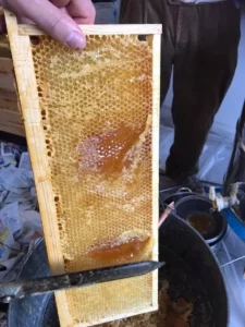 Habitat jeunes Clairvivre ruches 