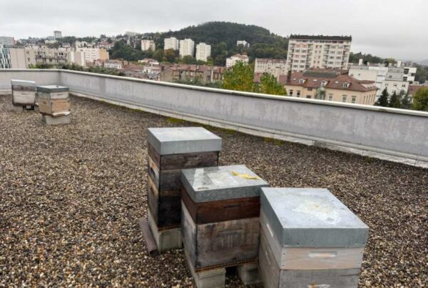 clairvivre habitat jeunes ruches