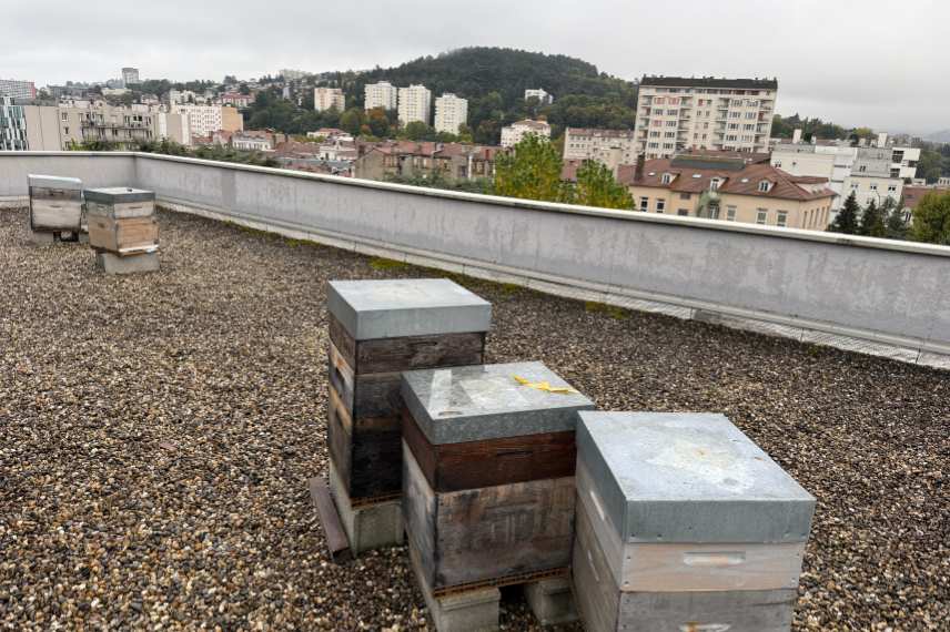 clairvivre habitat jeunes ruches